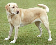 Cão Labrador (2)
