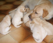 Cadela Labrador com ninhada de filhotes cachorrinhos