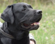 Cão Labrador (4)