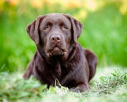 Cão Labrador (6)
