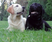Cão Labrador (7)
