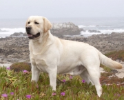 Cão Labrador (8)