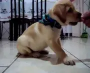 Como Adestrar Um Labrador (5)