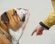 Obedient dog portrait Bulldog