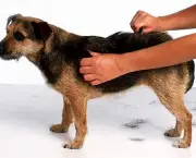 Dicas Sobre Cuidados Com o Cão (15)