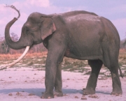 Elefante Asiático (3)
