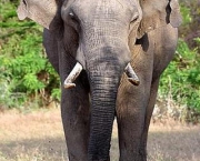 Elefante Asiático (4)