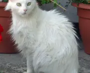 Gato Turkish Angorá (5)