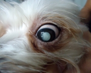 Glaucoma Em Cães (11)