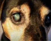 Glaucoma Em Cães (18)