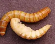 Larvas Tenébrio (3)