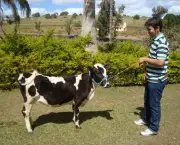 Mini Vaca (6)