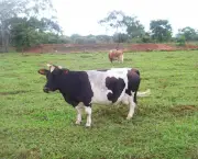 Mini Vaca (8)