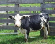 Mini Vaca (9)
