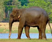 O Elefante Asiático (1)