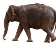 O Elefante Asiático (4)