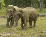 O Elefante Asiático (5)