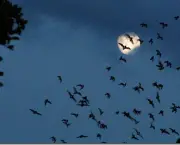 O Surpreendente Radar Dos Morcegos (1)