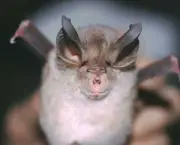 O Surpreendente Radar Dos Morcegos (2)