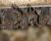 O Surpreendente Radar Dos Morcegos (4)