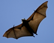 O Surpreendente Radar Dos Morcegos (5)
