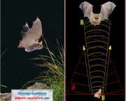 O Surpreendente Radar Dos Morcegos (10)