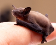 O Surpreendente Radar Dos Morcegos (8)