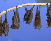 O Surpreendente Radar Dos Morcegos (9)