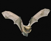 O Surpreendente Radar Dos Morcegos (13)
