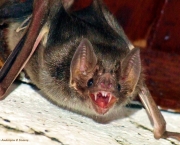 O Surpreendente Radar Dos Morcegos (16)