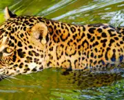 Onça Do Pantanal (2)