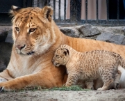 Rare Liger Cubs Birth