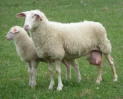 Ovelhas Leiteiras (4)