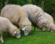 Ovelhas à Venda (10)