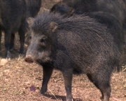 Queixada O Porco-Selvagem (3)