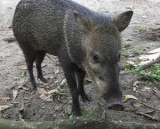 Queixada O Porco-Selvagem (15)