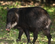 Queixada O Porco-Selvagem (16)