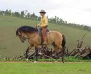 Raças De Cavalos (2)