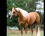 Raças De Cavalos (8)