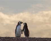 Magellanic Penguins(spheniscus magellanicus), Argentina, Patagonia,