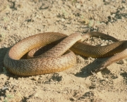 A Cobra Mais Venenosa Do Mundo (8)
