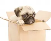 Pug Puppy in Cardboard Box (Moving Time!)