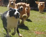 Adestramento de Cães em Grupo (3)