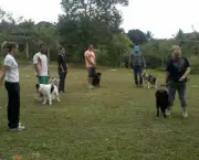 Adestramento de Cães em Grupo (4)