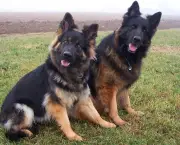 Adestramento de Cães em Grupo (6)