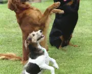 Adestramento de Cães em Grupo (8)