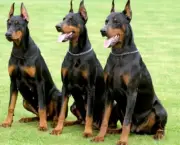 Adestramento de Cães em Grupo (9)