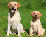 Adestramento de Cães em Grupo (11)