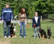 Adestramento de Cães em Grupo (13)