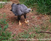 ARKive image GES133922 - Crowned eagle